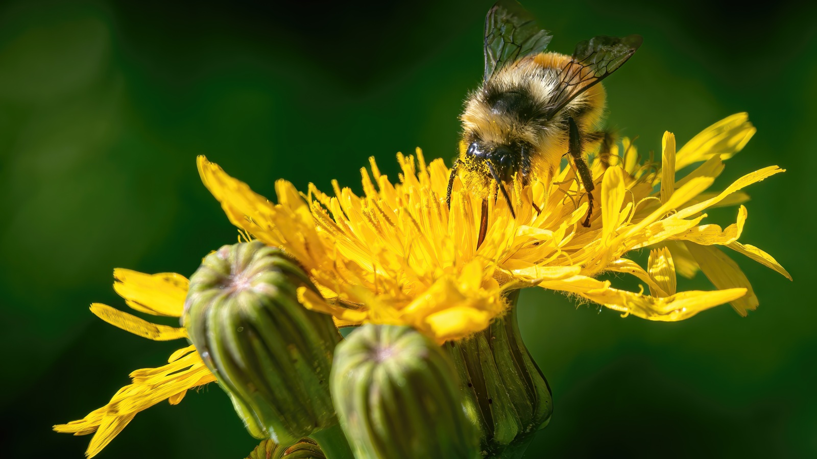Bee atop a dandelion. (Photo: Getty Images)