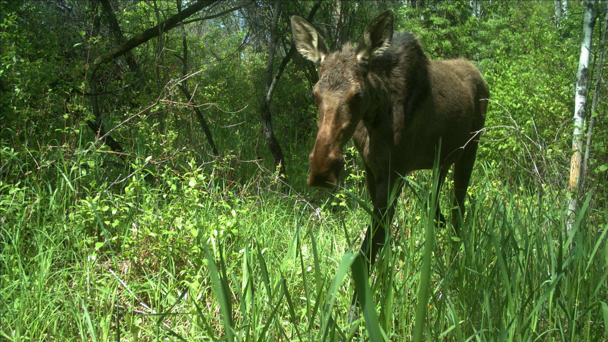 231003-urbanization-mammals-main-16x9-2048pc.jpg